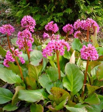 Bergenia cordifolia