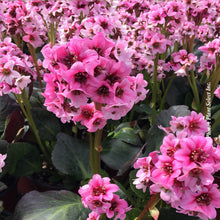 Bergenia 'Dragonfly Sakura'