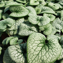 Brunnera 'Alexander's Great'
