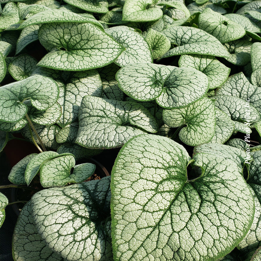 Brunnera 'Alexander's Great'