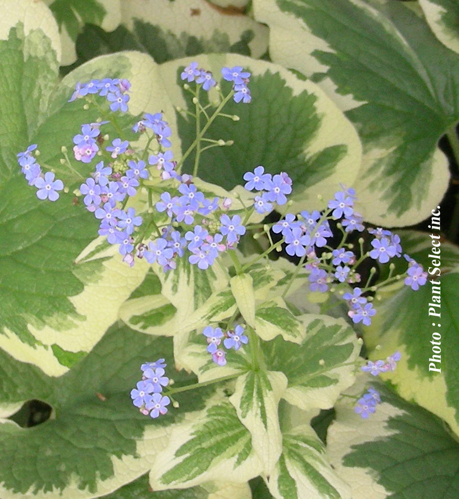 Brunnera 'Dawson's White'