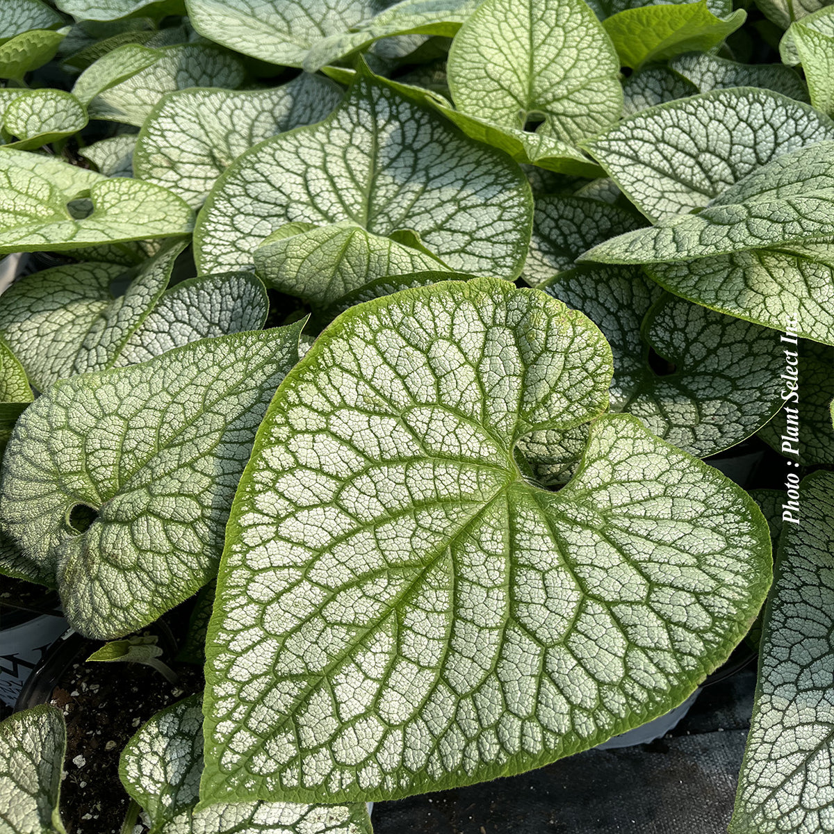 Brunnera 'Jack of Diamonds'