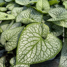 Brunnera 'Jack of Diamonds'