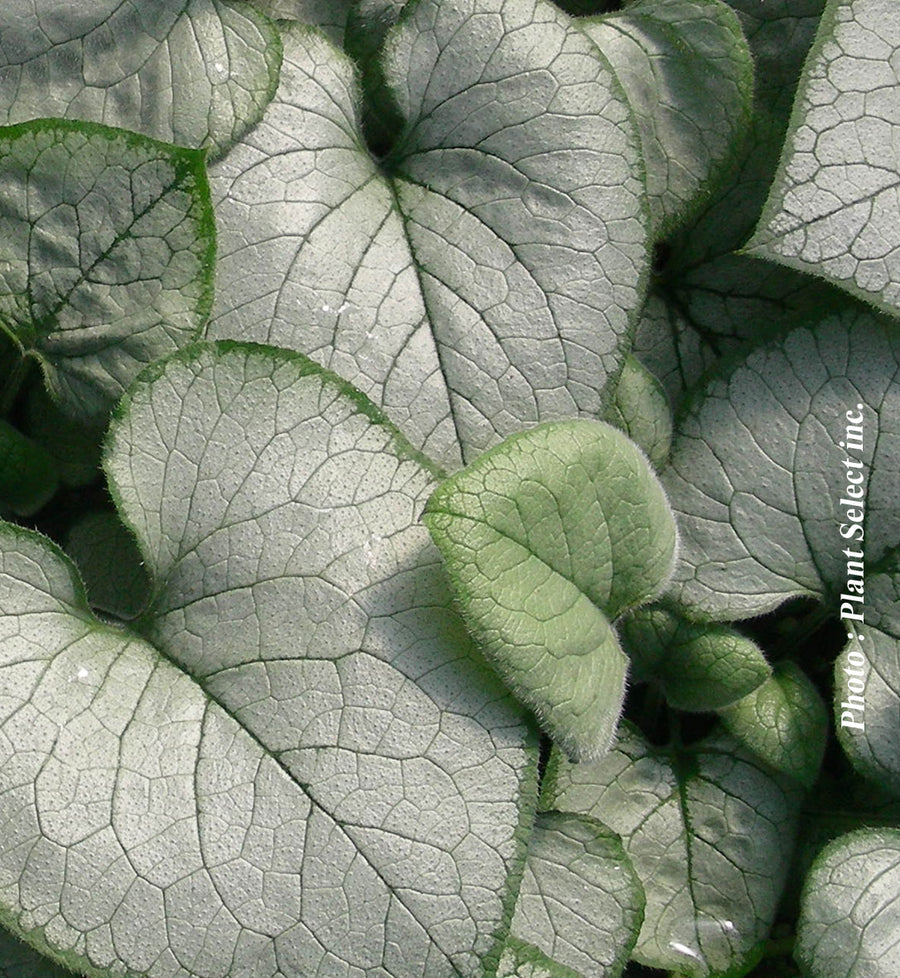 Brunnera 'Looking Glass'