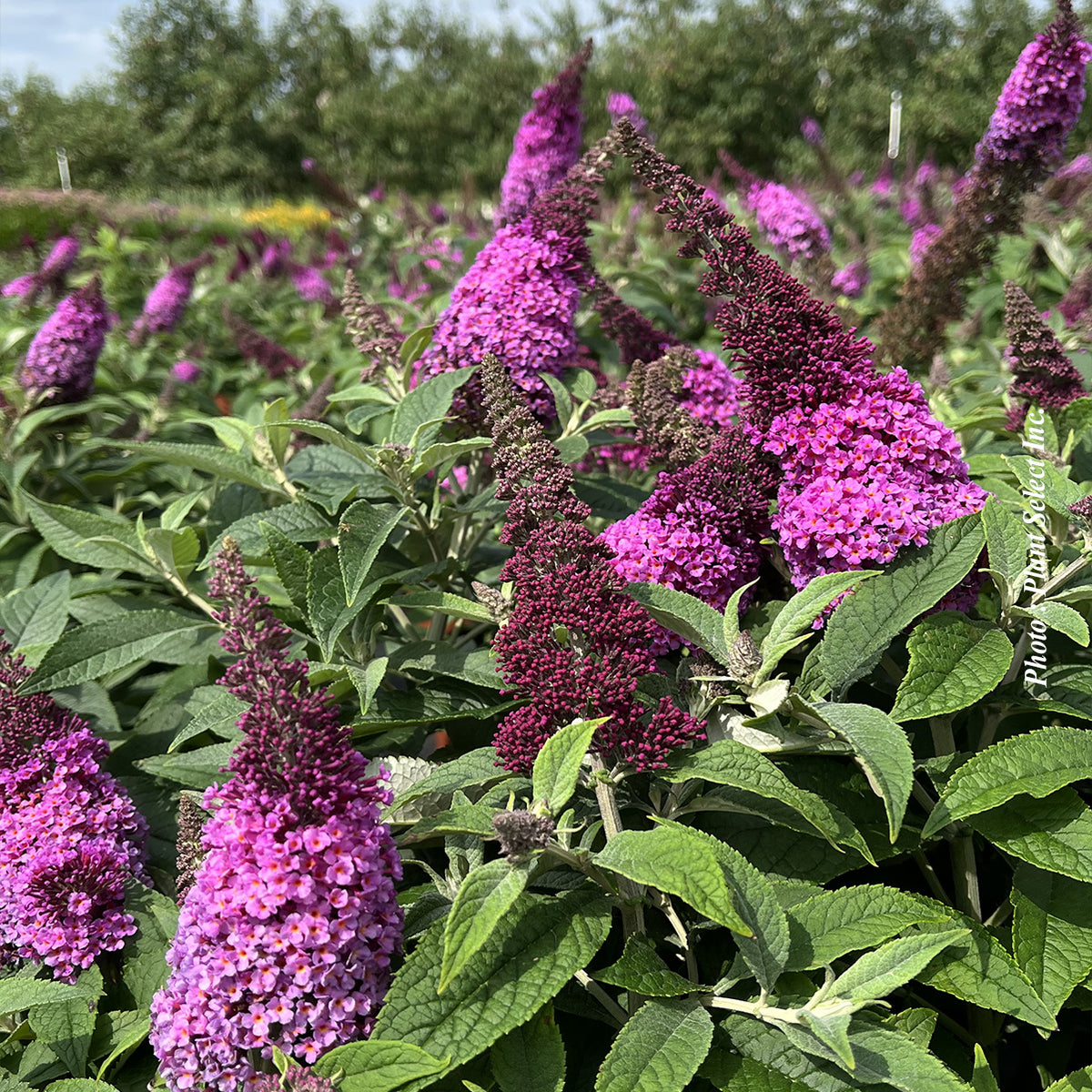 Buddleia davidii 'Chrysalis Pink'