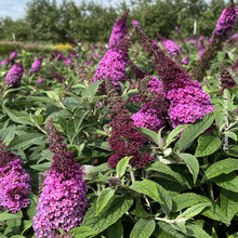 Buddleia davidii 'Chrysalis Pink'