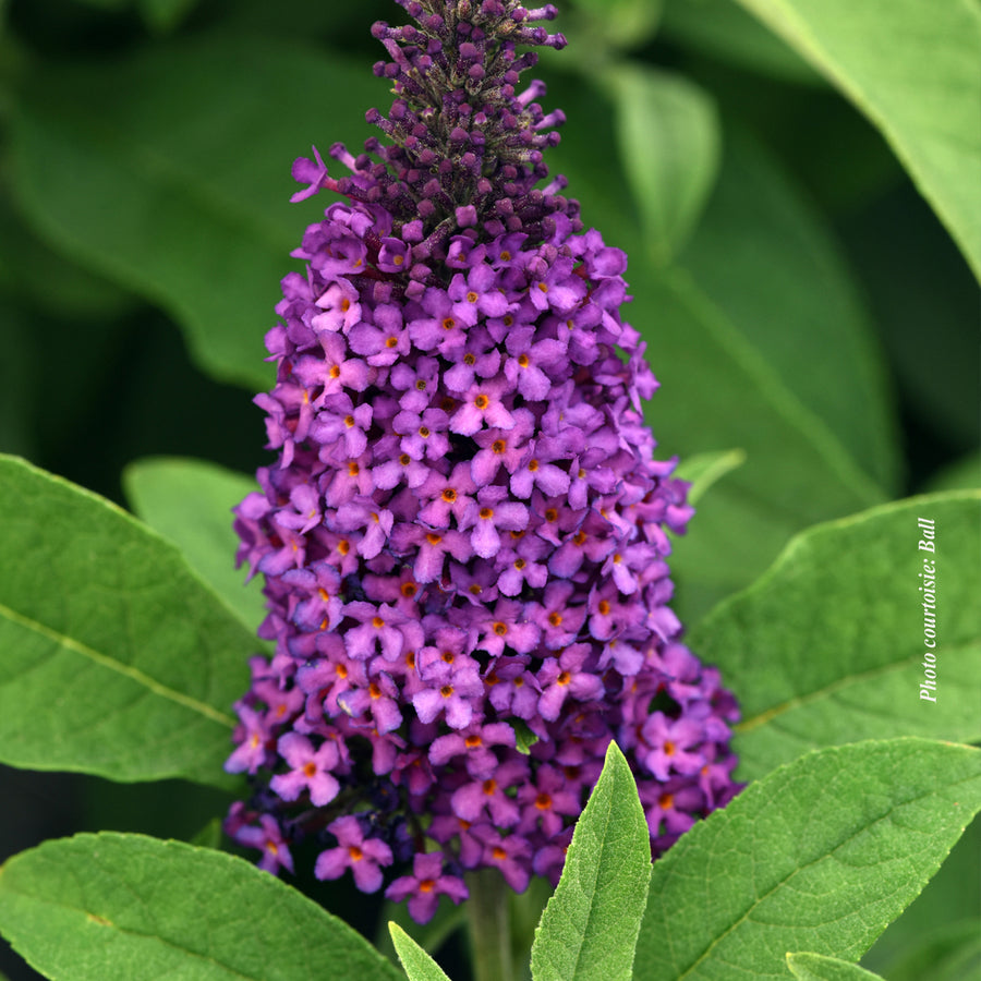 Buddleia davidii 'Chrysalis Purple'