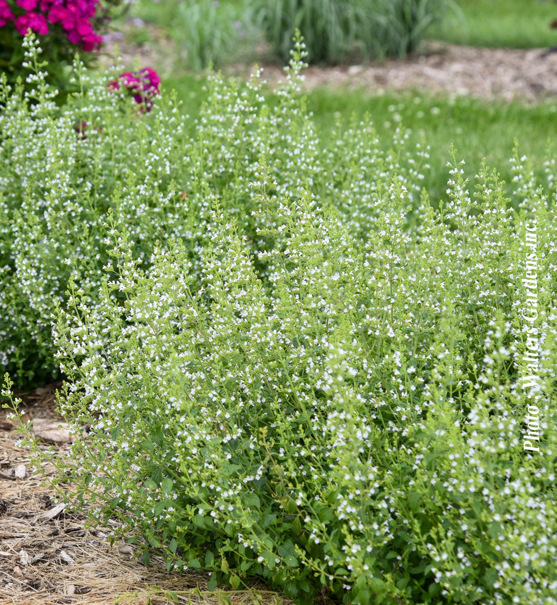Calament nepeta — Calamintha nepeta