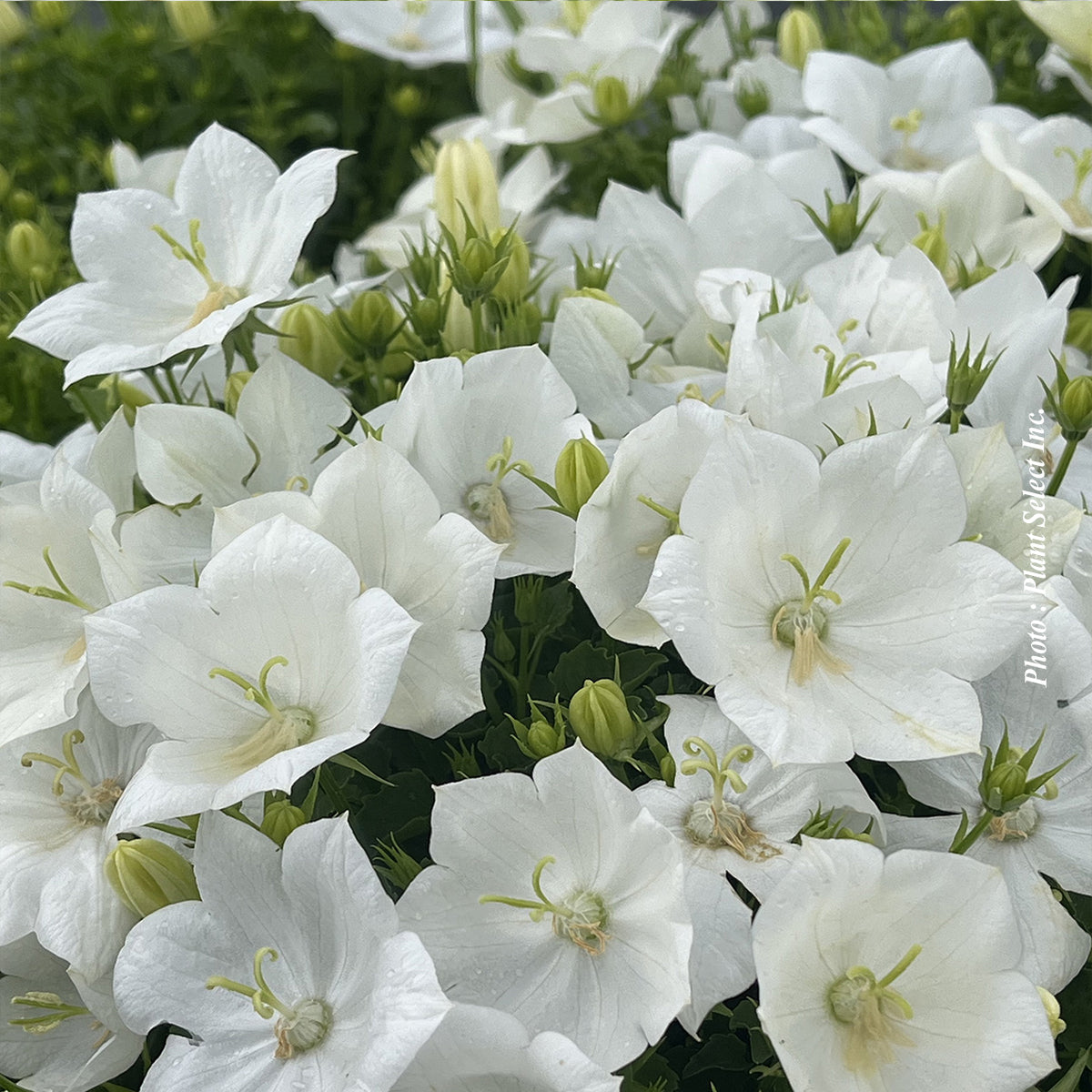 Campanula carpatica 'White Clips'