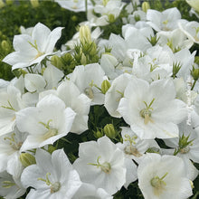 Campanula carpatica 'White Clips'