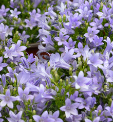 Campanula muralis