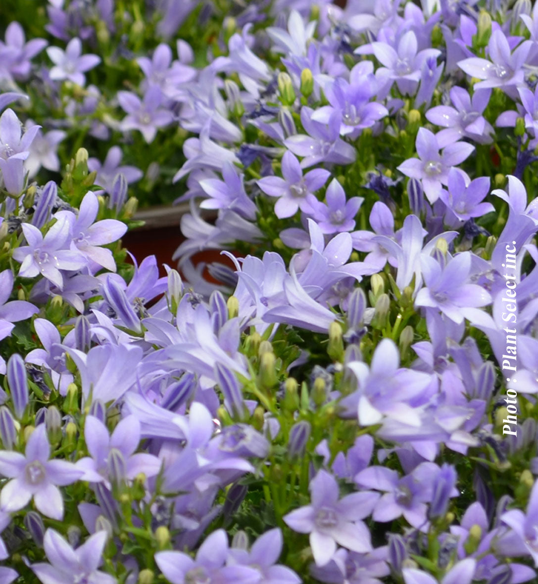 Campanula muralis