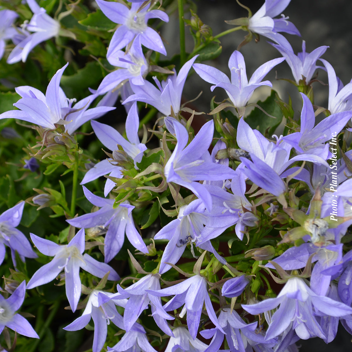 Campanula carpatica 'Blue Waterfall'