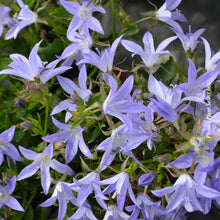 Campanula carpatica 'Blue Waterfall'