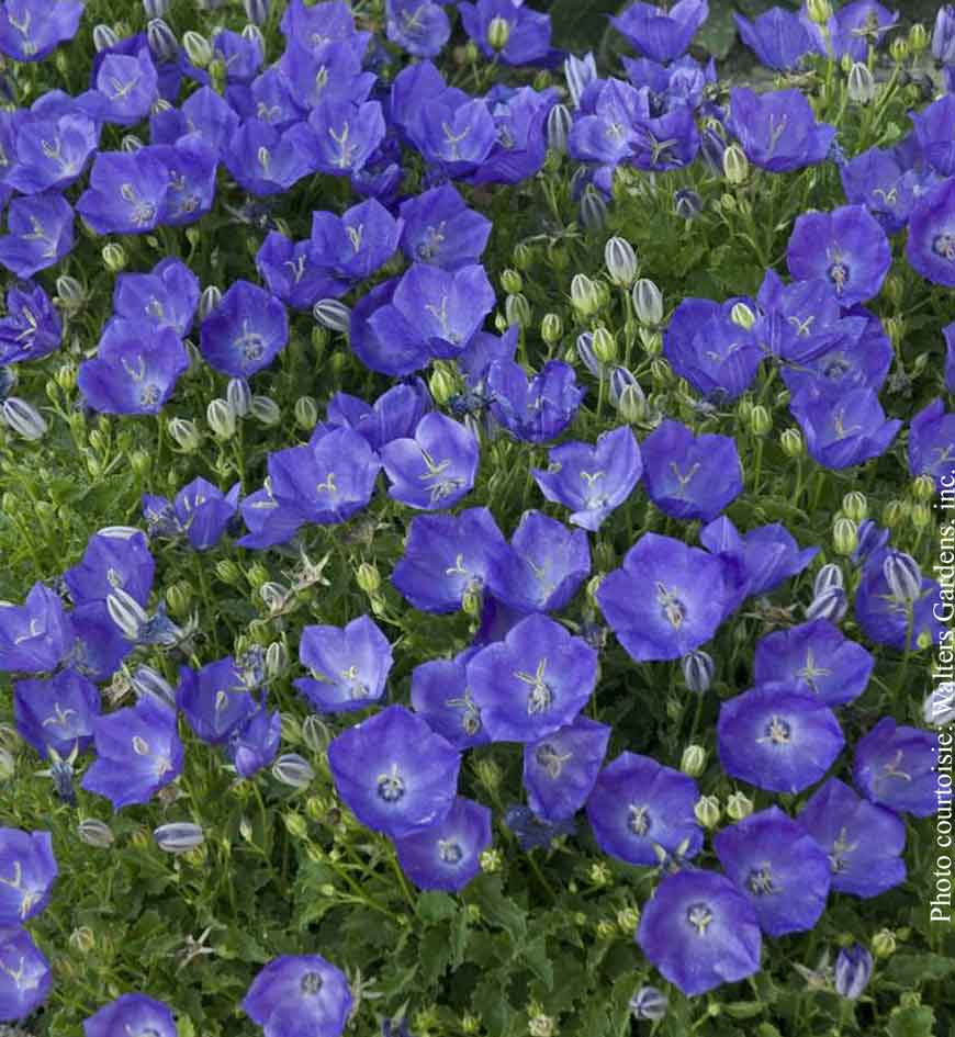 Campanula carpatica 'Pearl Deep Blue'