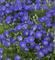 Campanula carpatica 'Pearl Deep Blue'
