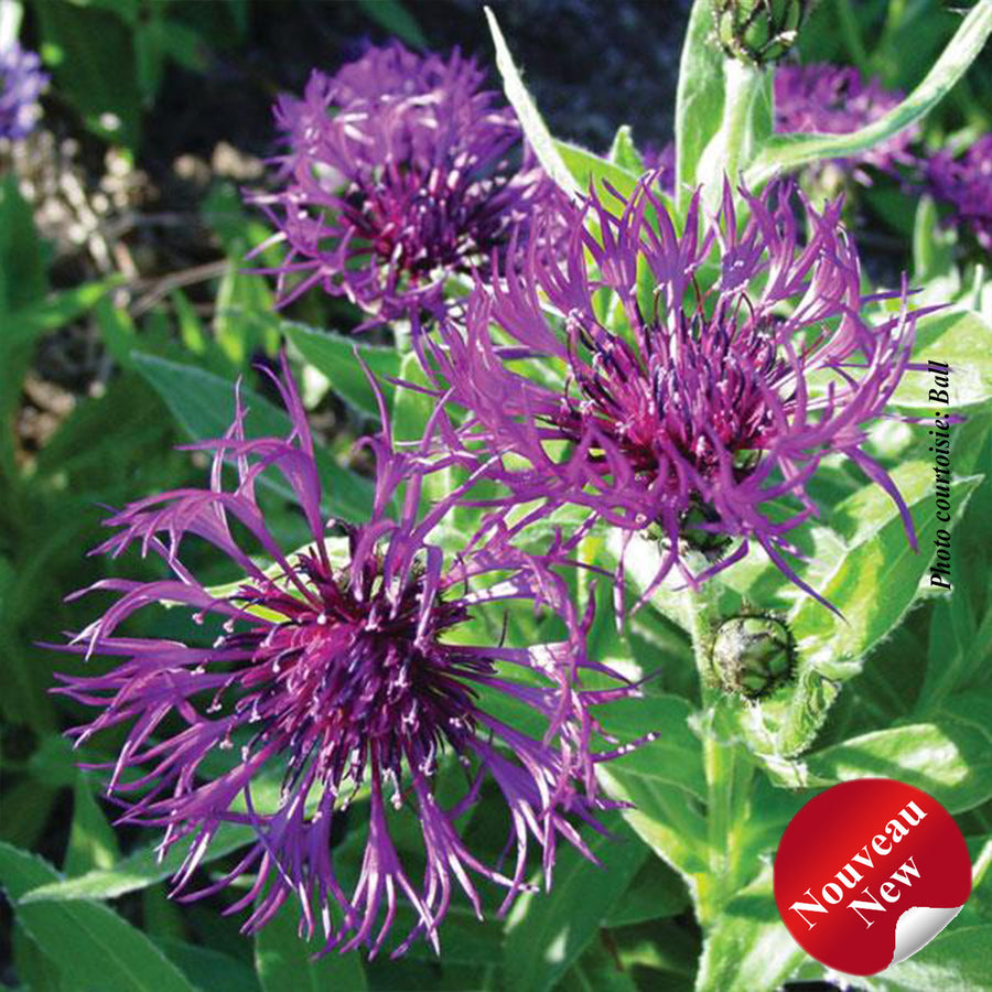 Centaurea montana 'Amethyst in Snow'