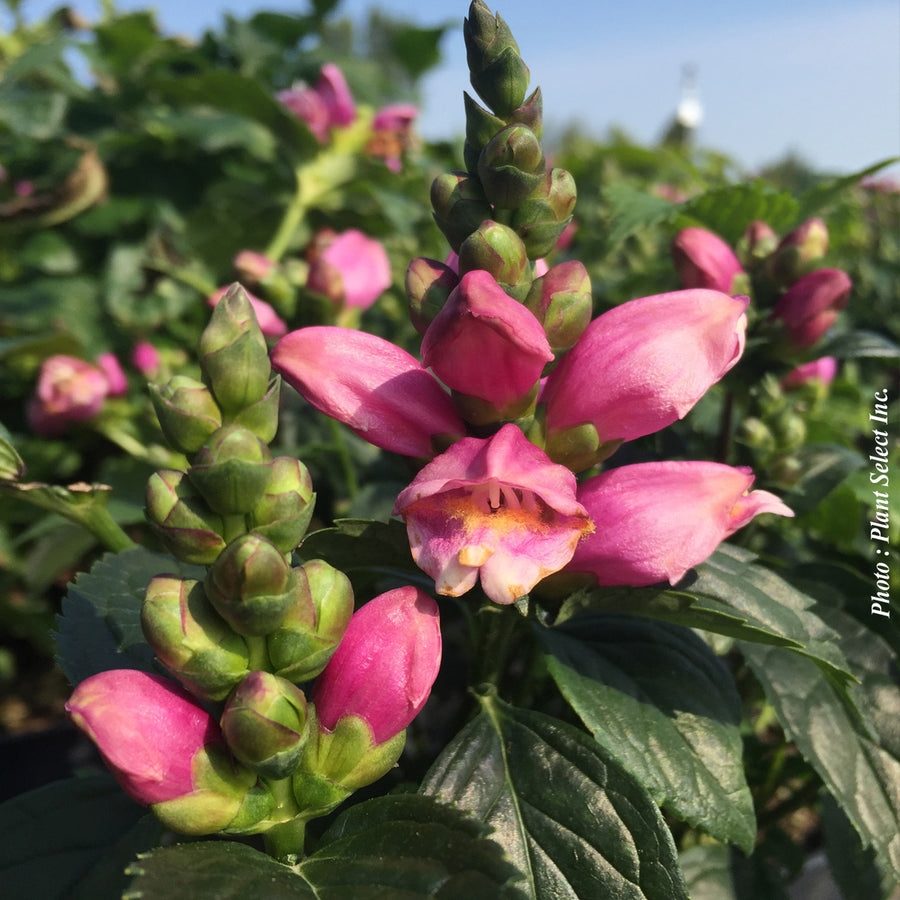 Chelone 'Tiny Tortuga'