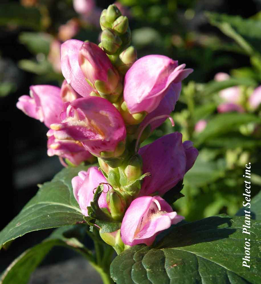 Chelone oblique