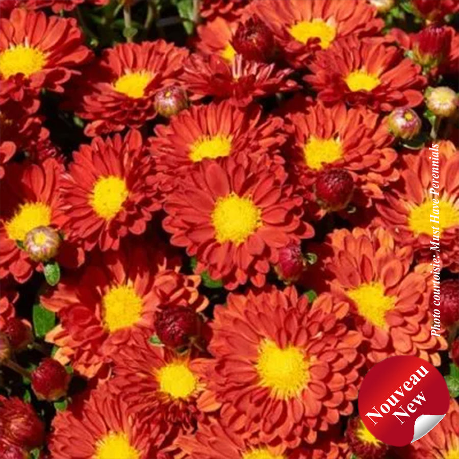 Chrysanthemum 'Firedance Igloo'