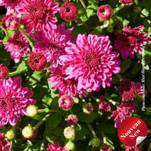 Chrysanthemum 'Ice Pink Igloo'
