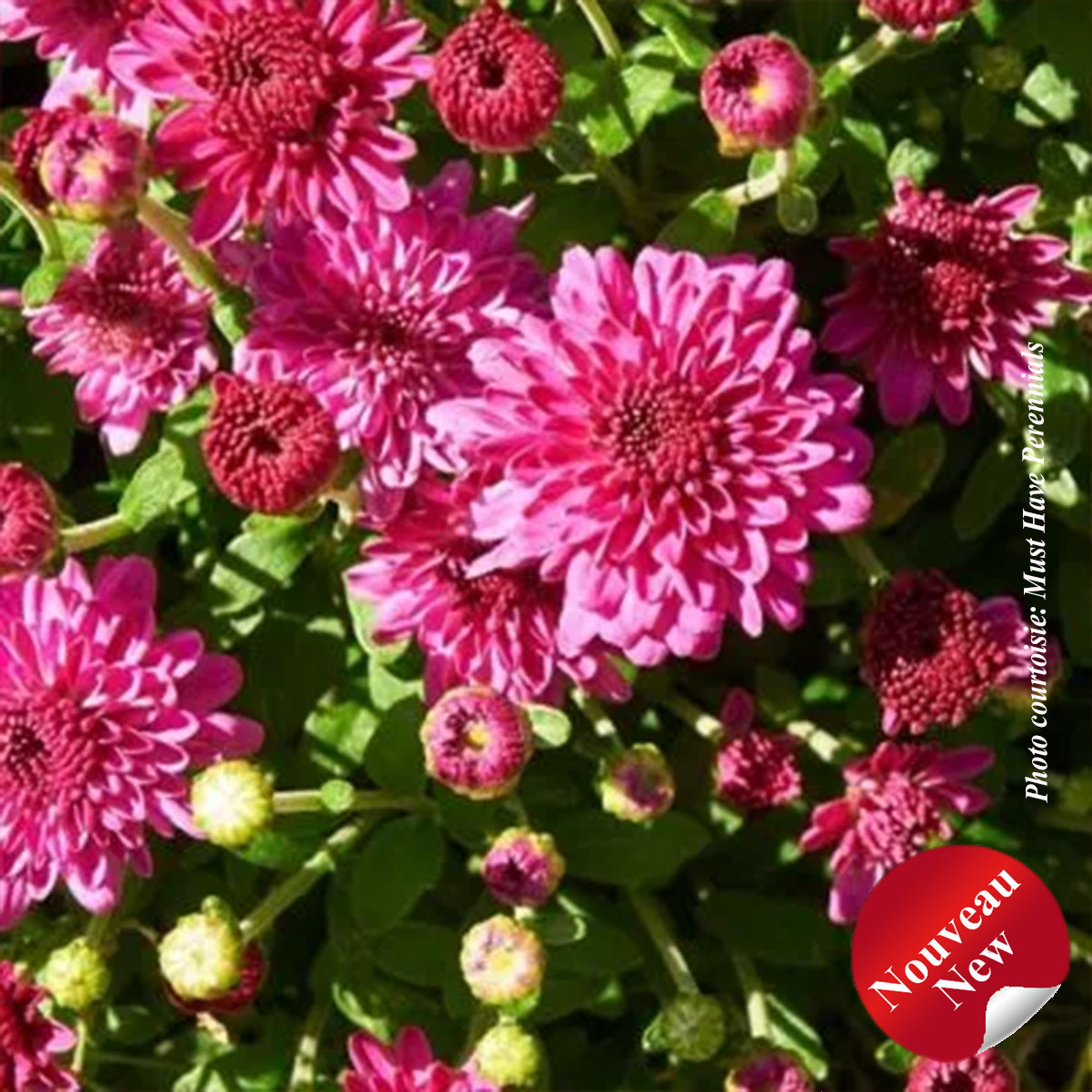Chrysanthemum 'Ice Pink Igloo'