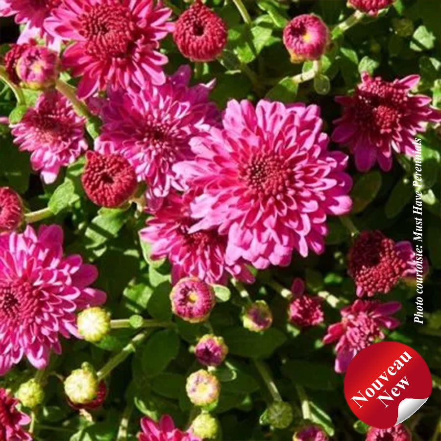 Chrysanthemum 'Ice Pink Igloo'