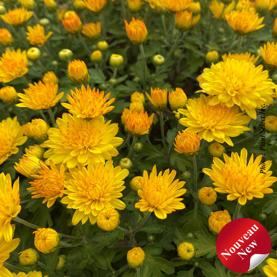 Chrysanthemum 'Sunny Igloo'