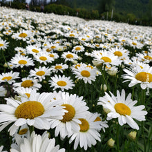 Chrysanthemum superbum 'Becky'