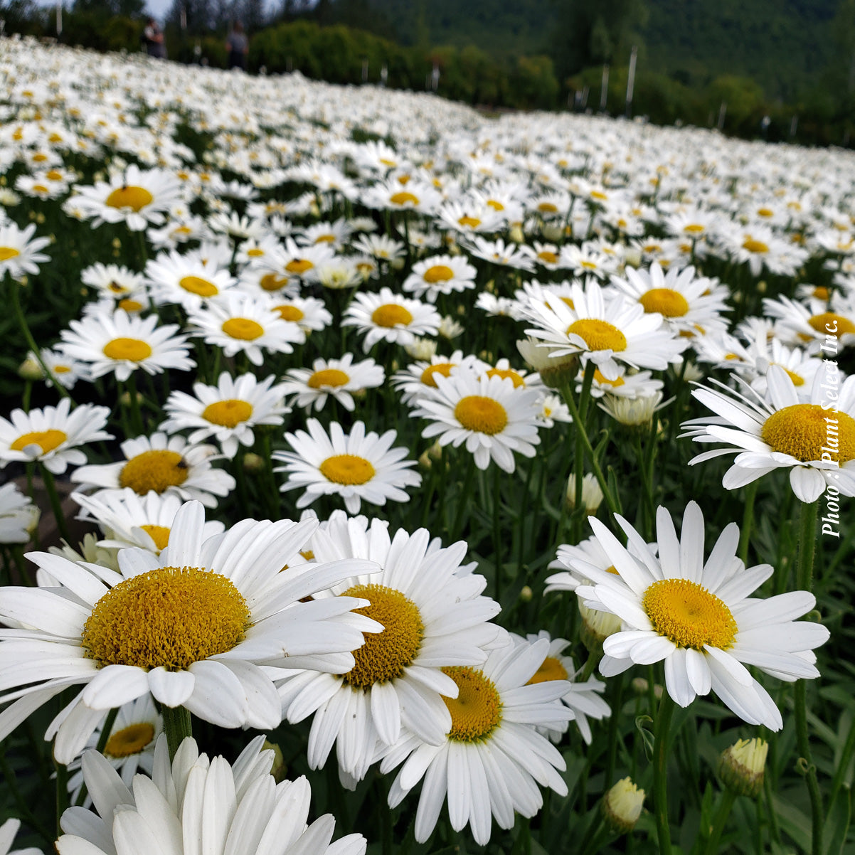 Chrysanthemum superbum 'Becky'
