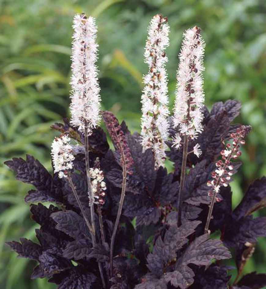 Cimicifuga ramosa 'Brunette'