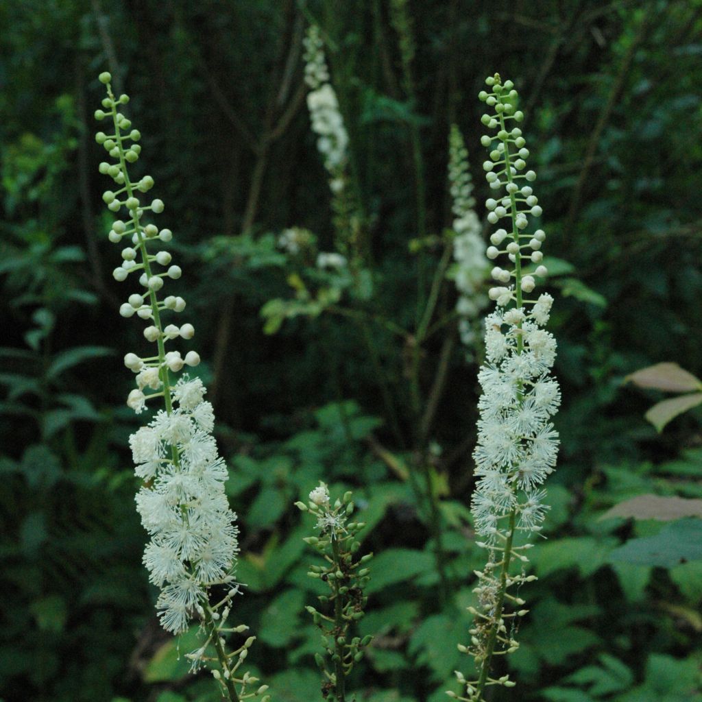 Actée racemosa — Cimicifuga racemosa