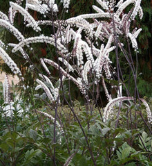 Cimicifuga simplex 'Atropurpurea'