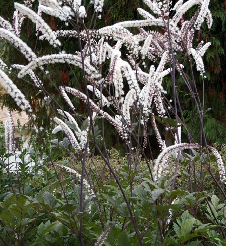 Cimicifuga simplex 'Atropurpurea'