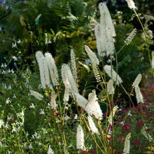 Cimicifuga 'White Pearl'