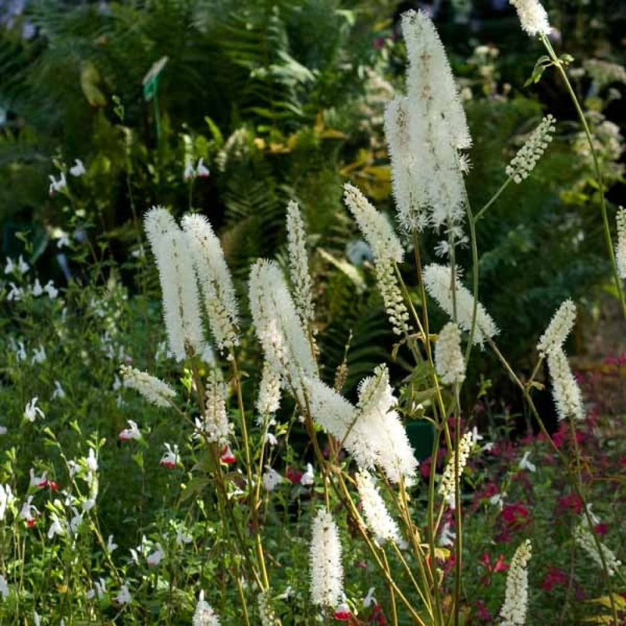 Cimicifuga 'White Pearl'