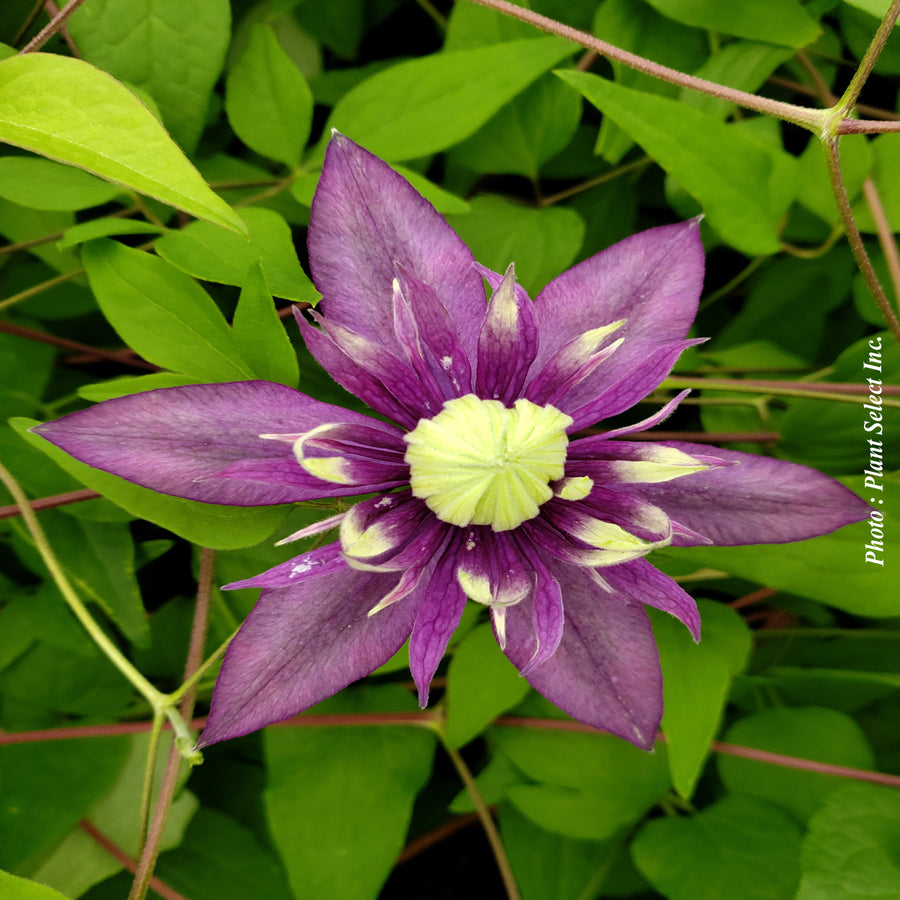 Clematis 'Taiga'
