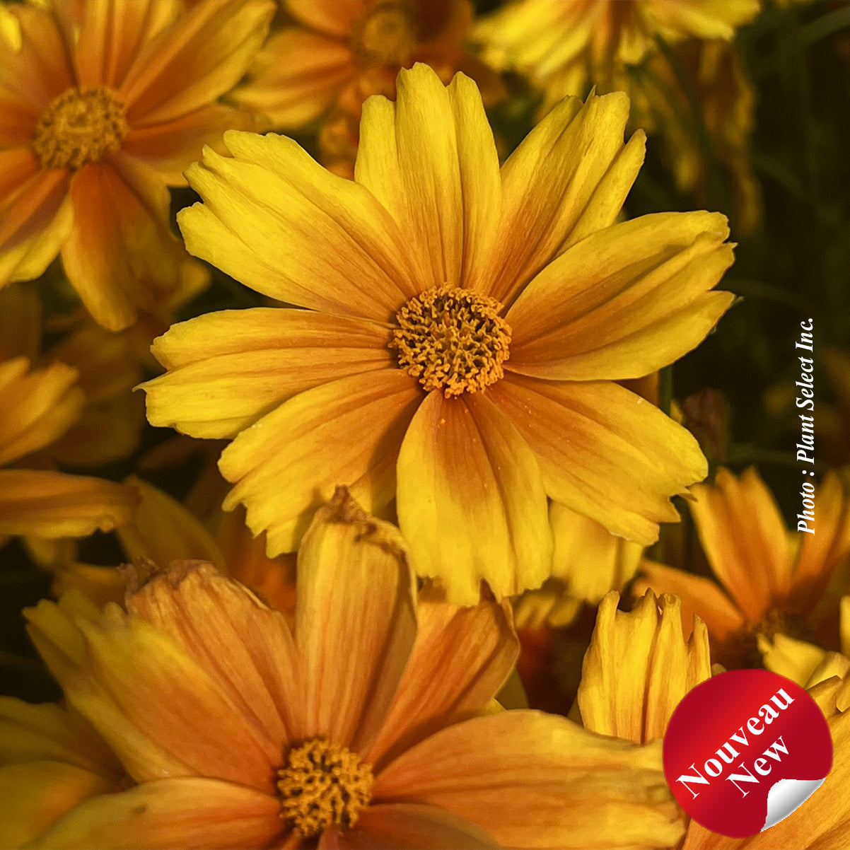 Coreopsis 'Li'l Bang Darling Clementine'
