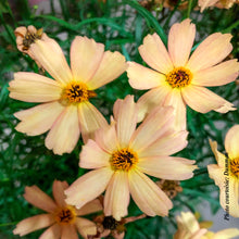 Coreopsis 'Fall Sensation Sandstone'