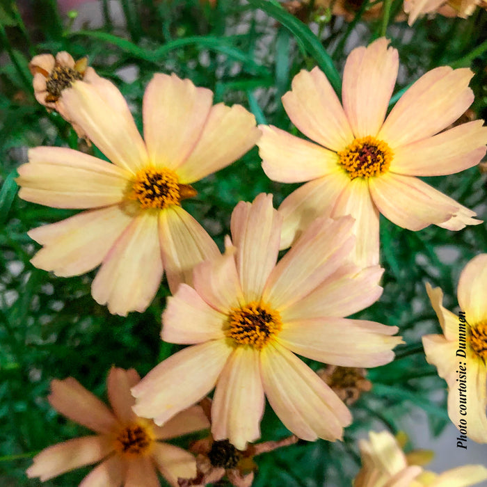 Coreopsis 'Fall Sensation Sandstone'