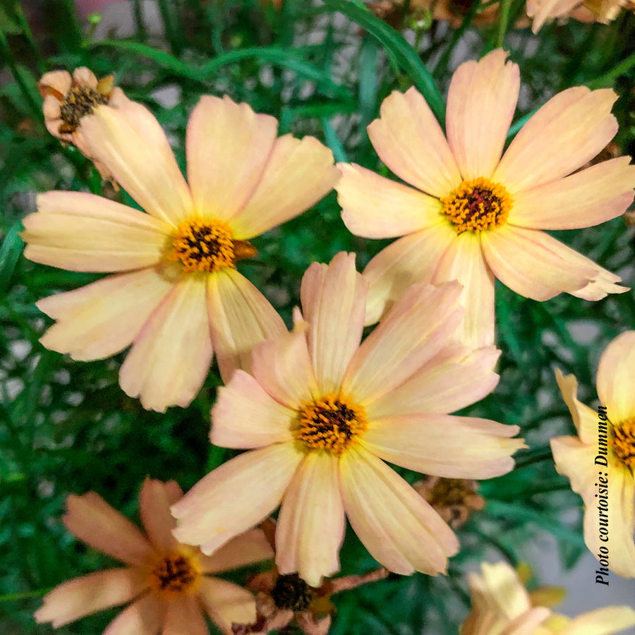 Coreopsis 'Fall Sensation Sandstone'
