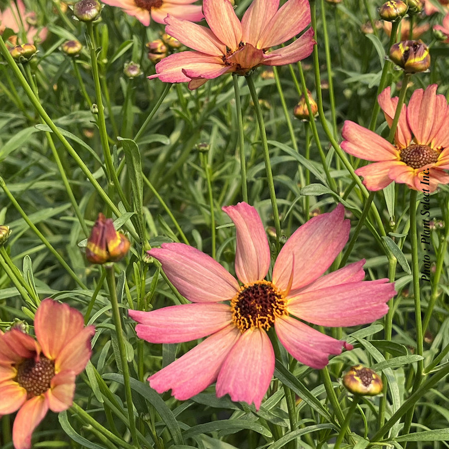Coreopsis 'Fall Sensation Quartz'