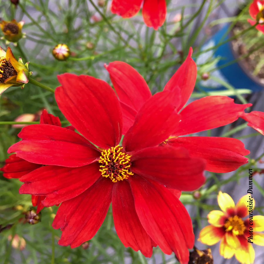 Coreopsis 'Fall Sensation Vermillion'