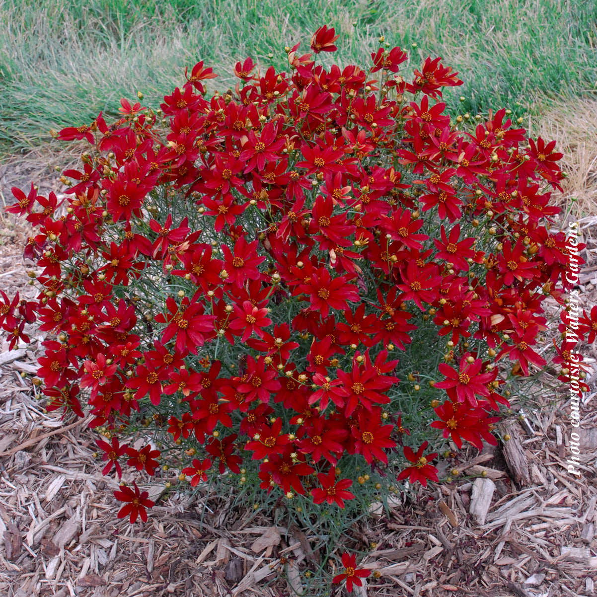 Coreopsis 'Sizzle and Spice Hot Paprika'