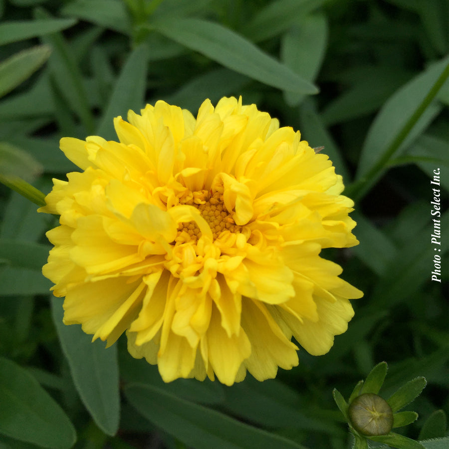 Coreopsis 'Leading Lady Charlize'