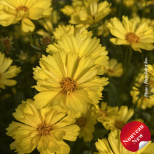 Coreopsis 'Leading Lady Sophia'