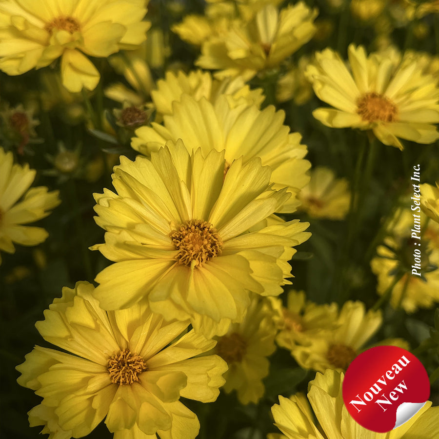 Coreopsis 'Leading Lady Sophia'