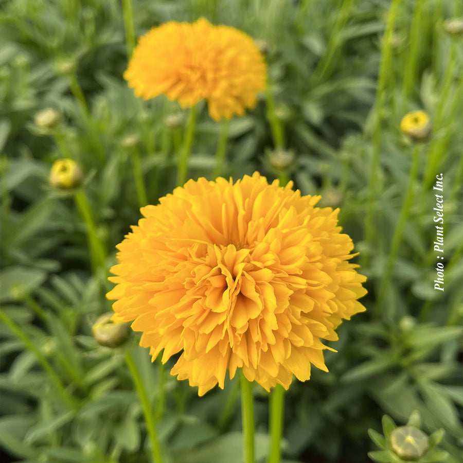 Coreopsis grandiflora 'Moonswirl'