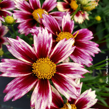 Coreopsis 'Li'l Bang Starlight'