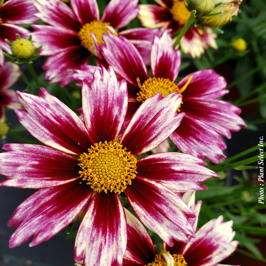 Coreopsis 'Li'l Bang Starlight'